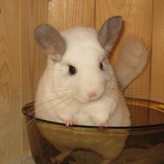 Chinchilla Banjo