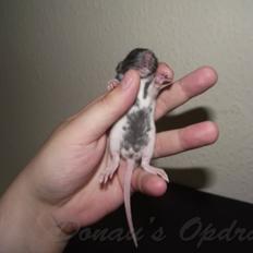 Tamrotte *Donau´s Dumle*