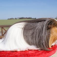 Marsvin Koreskas SHUBIDUA