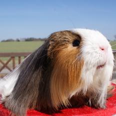 Marsvin Koreskas SHUBIDUA