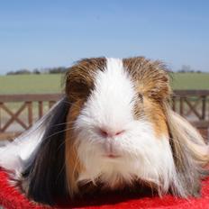 Marsvin Koreskas SHUBIDUA