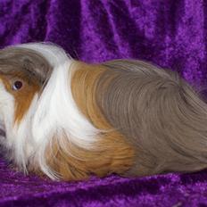 Marsvin Oxford Vom Rosengarten (Peruaner)