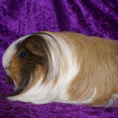 Marsvin Bibbi *Sheltie*