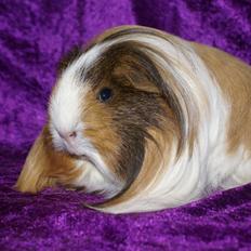 Marsvin Bibbi *Sheltie*