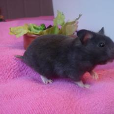 Hamster *ChocolateBreeze Cajsa*