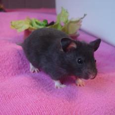 Hamster *ChocolateBreeze Cajsa*