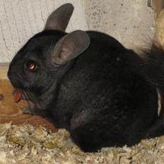 Chinchilla Kastaniens Safir