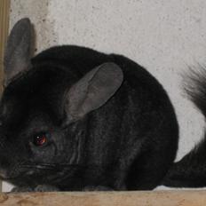 Chinchilla Kastaniens Safir