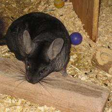 Chinchilla Kastaniens Safir