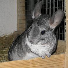 Chinchilla Kastaniens Nanna