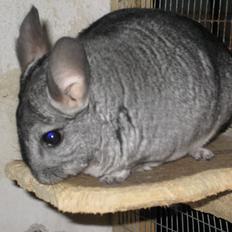 Chinchilla Kastaniens Nanna