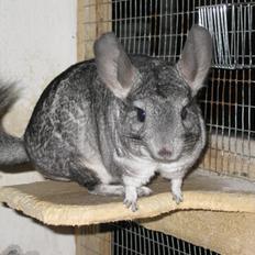 Chinchilla Kastaniens Nanna
