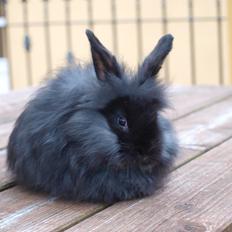 Kanin Fiona