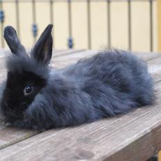 Kanin Fiona