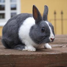 Kanin Bakkehusets Jolly Jumper