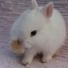 Kanin Ahrenkiels Sexy Blue Eyes |Hermelin| *R.I.P.*