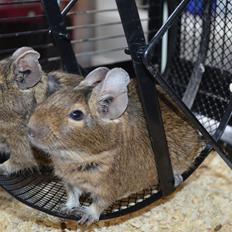 Degu Estrella (stjerne på spansk)