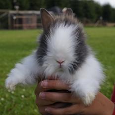 Kanin Mowgli <3 DØD :`(