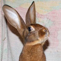 Kanin Belgisk Hare