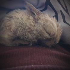 Kanin Survivor - (RIP 9/8-26/8)