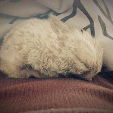 Kanin Survivor - (RIP 9/8-26/8)