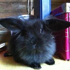 Kanin zeva | Blanding