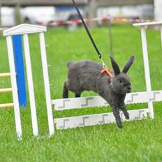 Kanin Stampegårdens Blue Perfection