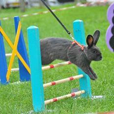 Kanin Stampegårdens Blue Perfection