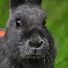 Kanin Stampegårdens Blue Perfection