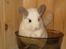 Chinchilla Banjo