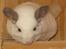 Chinchilla Banjo