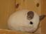 Chinchilla Banjo