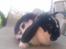 Kanin Hop`s Futte