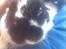 Kanin Hop`s Futte