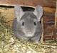 Chinchilla Chrisas Mr. Nice Guy