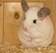 Chinchilla Banjo