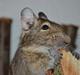 Degu Mi Hijo