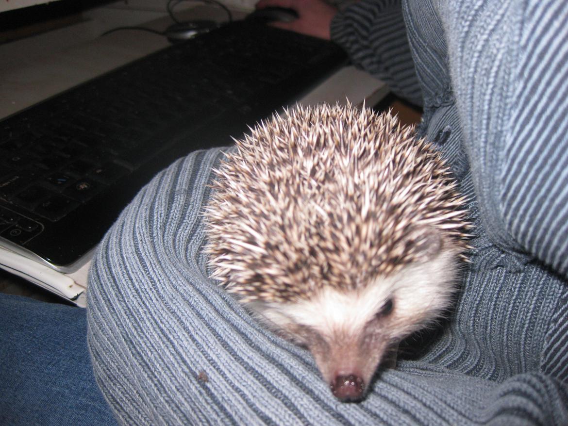 Pindsvin Sabbil's Chika billede 2