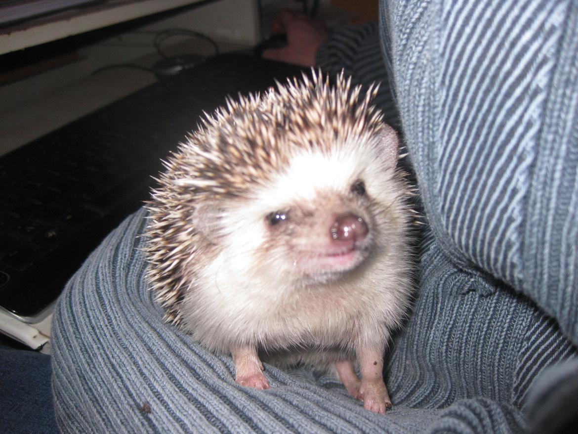 Pindsvin Sabbil's Chika billede 3