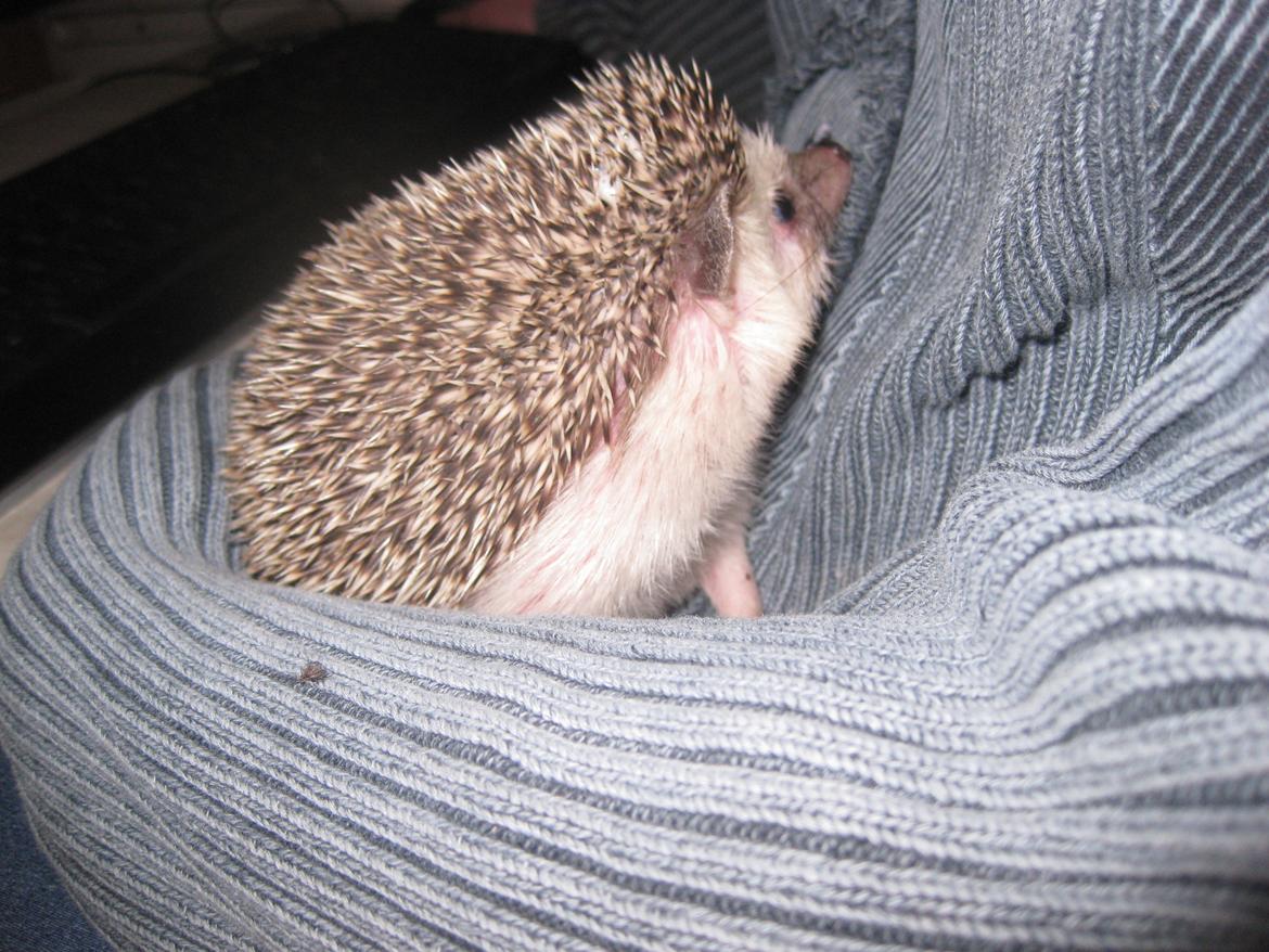 Pindsvin Sabbil's Chika billede 4