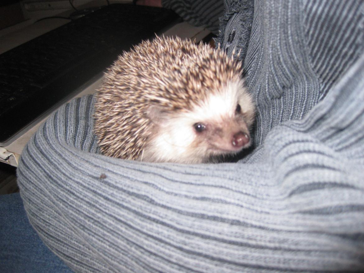 Pindsvin Sabbil's Chika billede 5