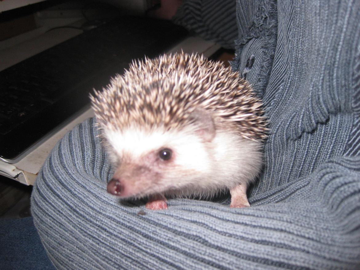 Pindsvin Sabbil's Chika billede 6