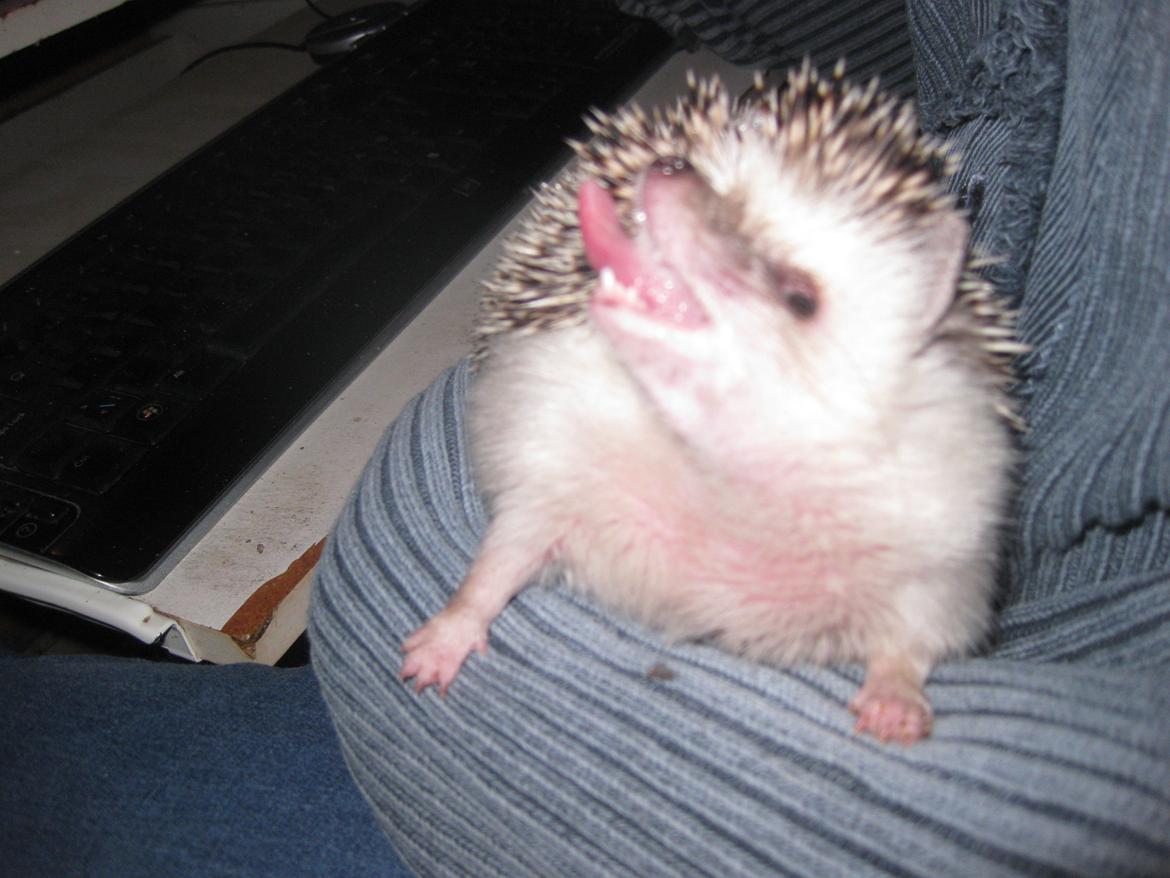 Pindsvin Sabbil's Chika billede 7