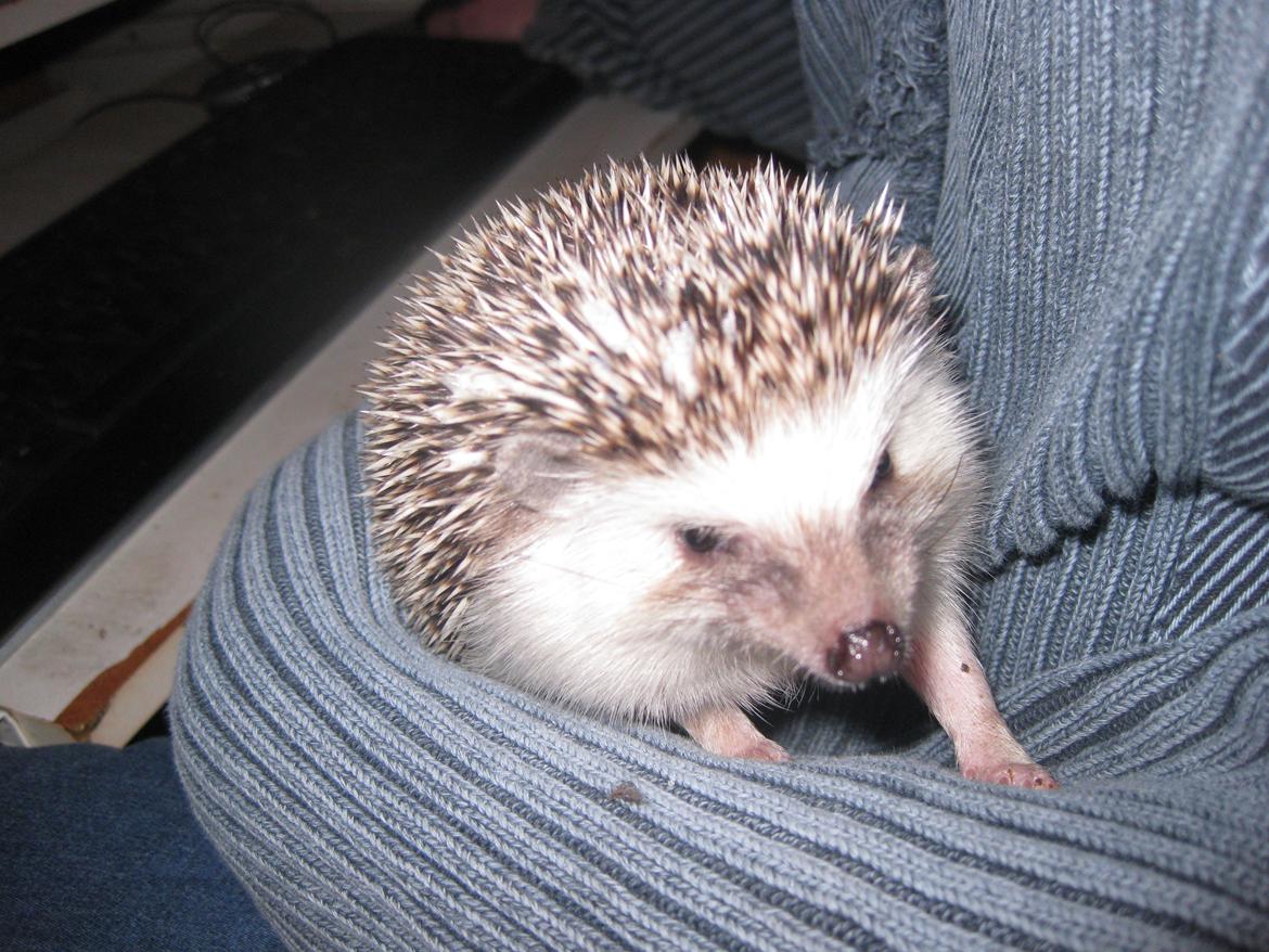 Pindsvin Sabbil's Chika billede 8