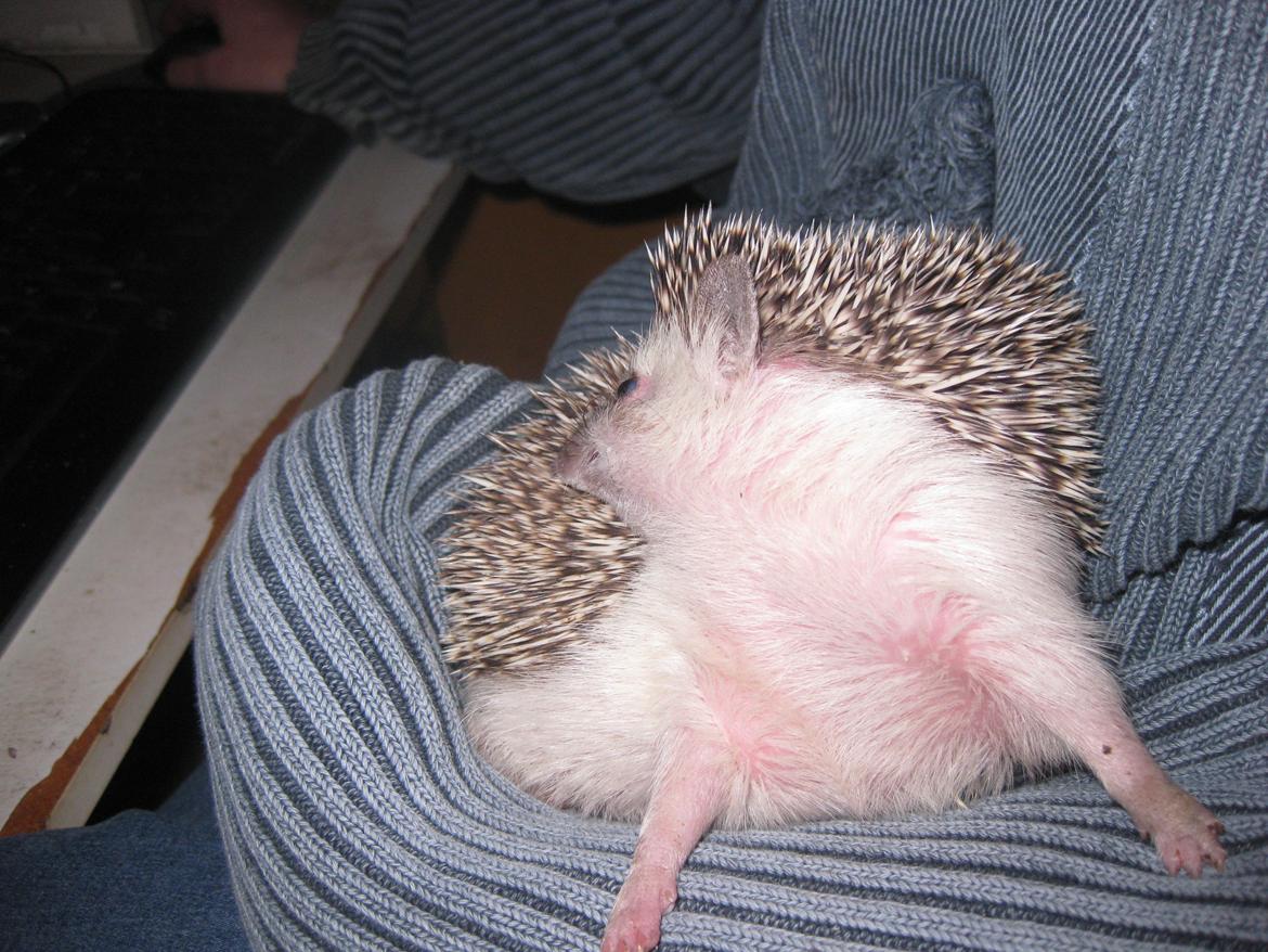 Pindsvin Sabbil's Chika billede 9