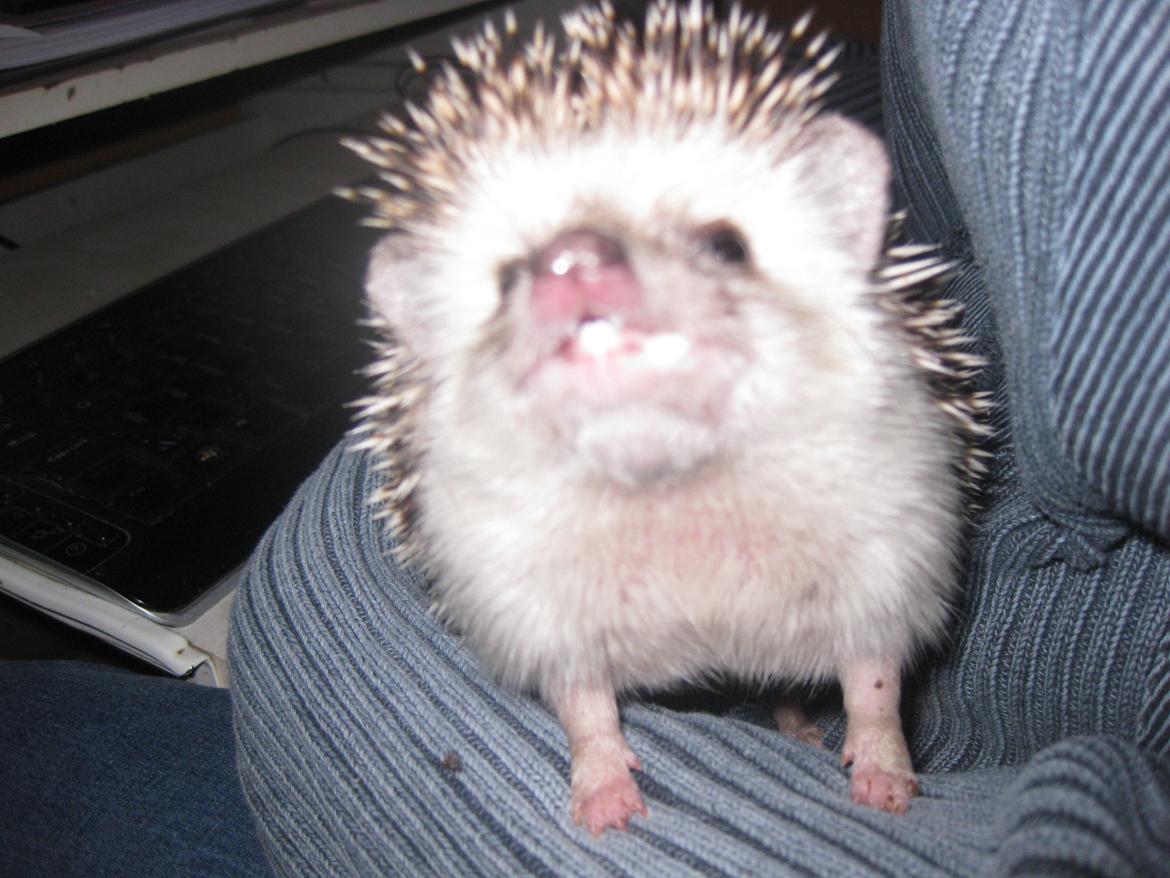 Pindsvin Sabbil's Chika billede 10