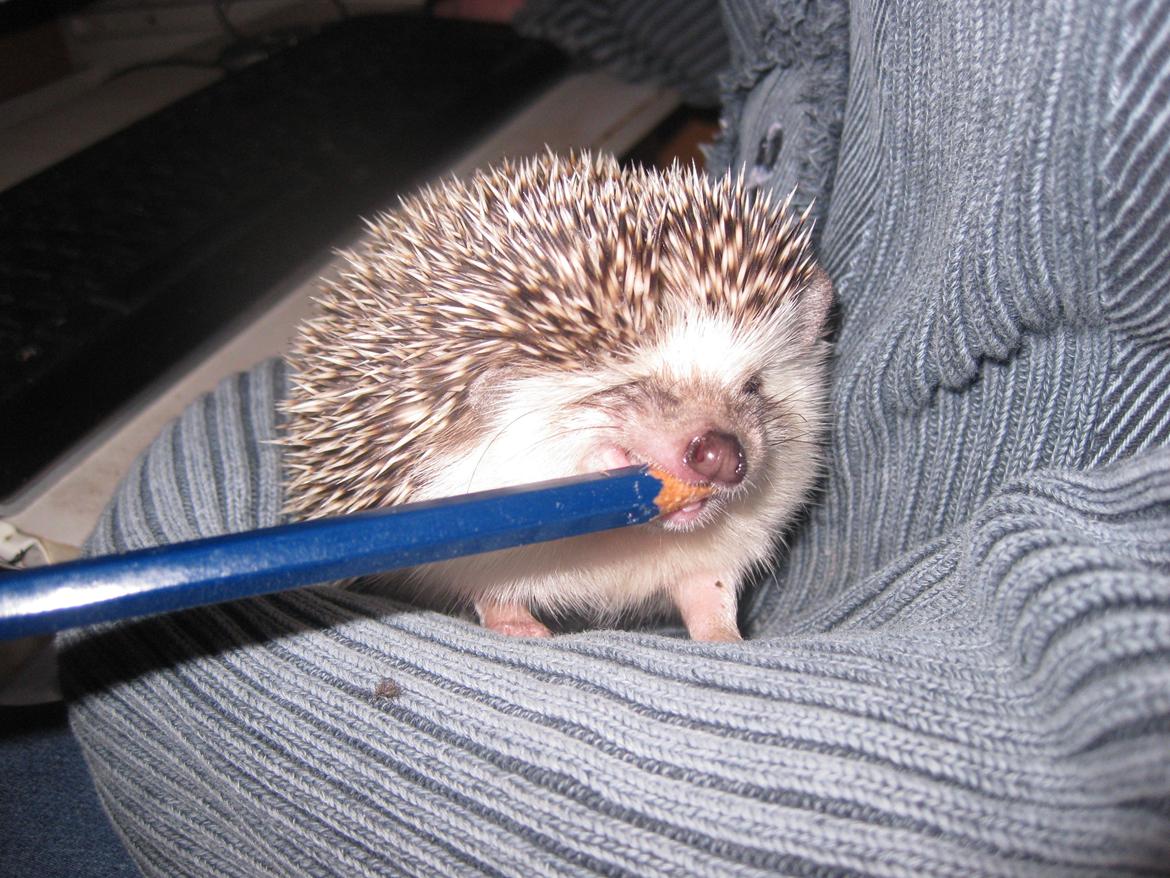 Pindsvin Sabbil's Chika billede 11