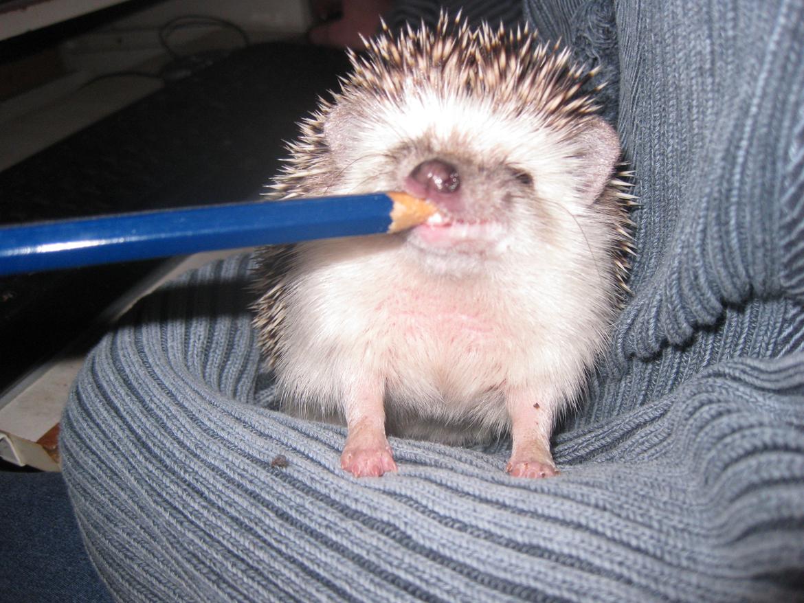 Pindsvin Sabbil's Chika billede 12