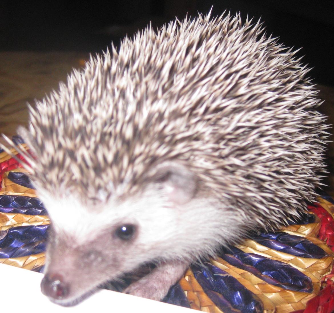 Pindsvin Sabbil's Chiko billede 1