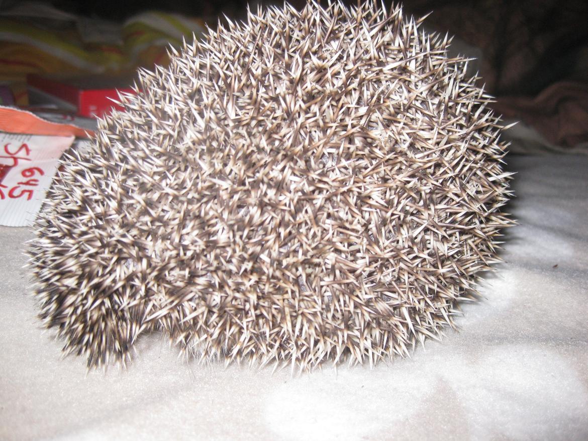 Pindsvin Sabbil's Chiko billede 2